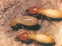 南海里水白蟻公司:滅治白蟻工程