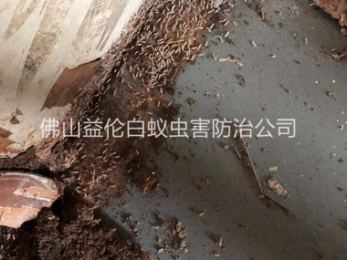 南海區(qū)倉(cāng)庫(kù)白蟻滅治